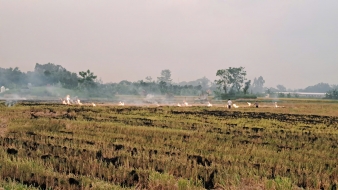 THÔNG BÁO TUYỂN DỤNG CÁN BỘ KHẢO SÁT  PHỎNG VẤN CÁN BỘ XÃ – KHẢO SÁT ĐẦU KỲ NGHIÊN CỨU GIẢM THIỂU ĐỐT RƠM RẠ TRONG HOẠT ĐỘNG SẢN XUẤT LÚA GẠO